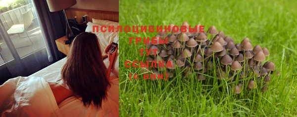 индика Белокуриха